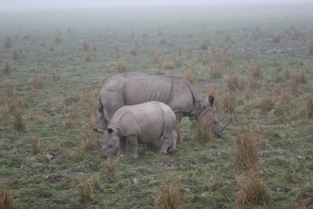 Kaziranga National Park (1985)