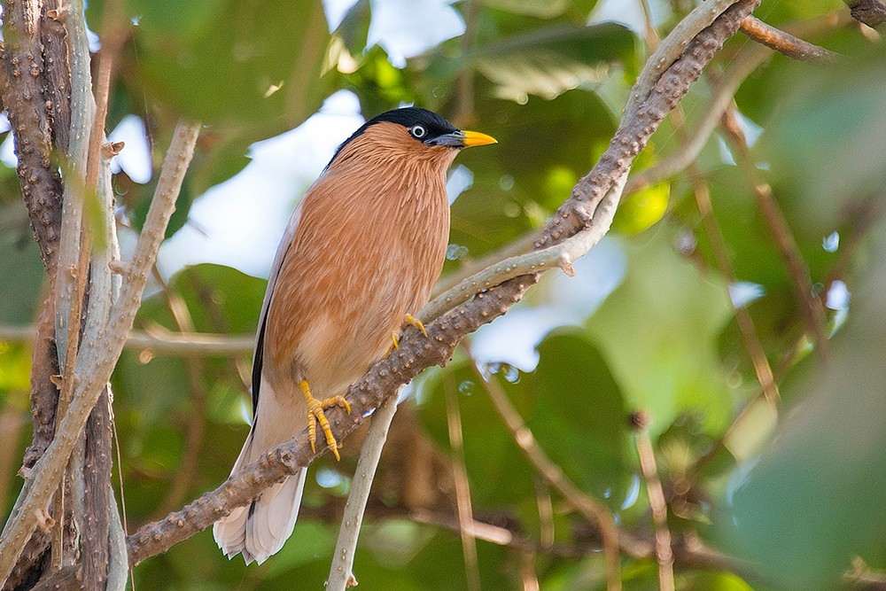 Keoladeo National Park