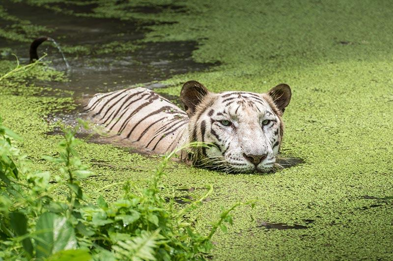 Sundarbans National Park